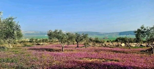| موسوعة القرى الفلسطينية  | موسوعة القرى الفلسطينية