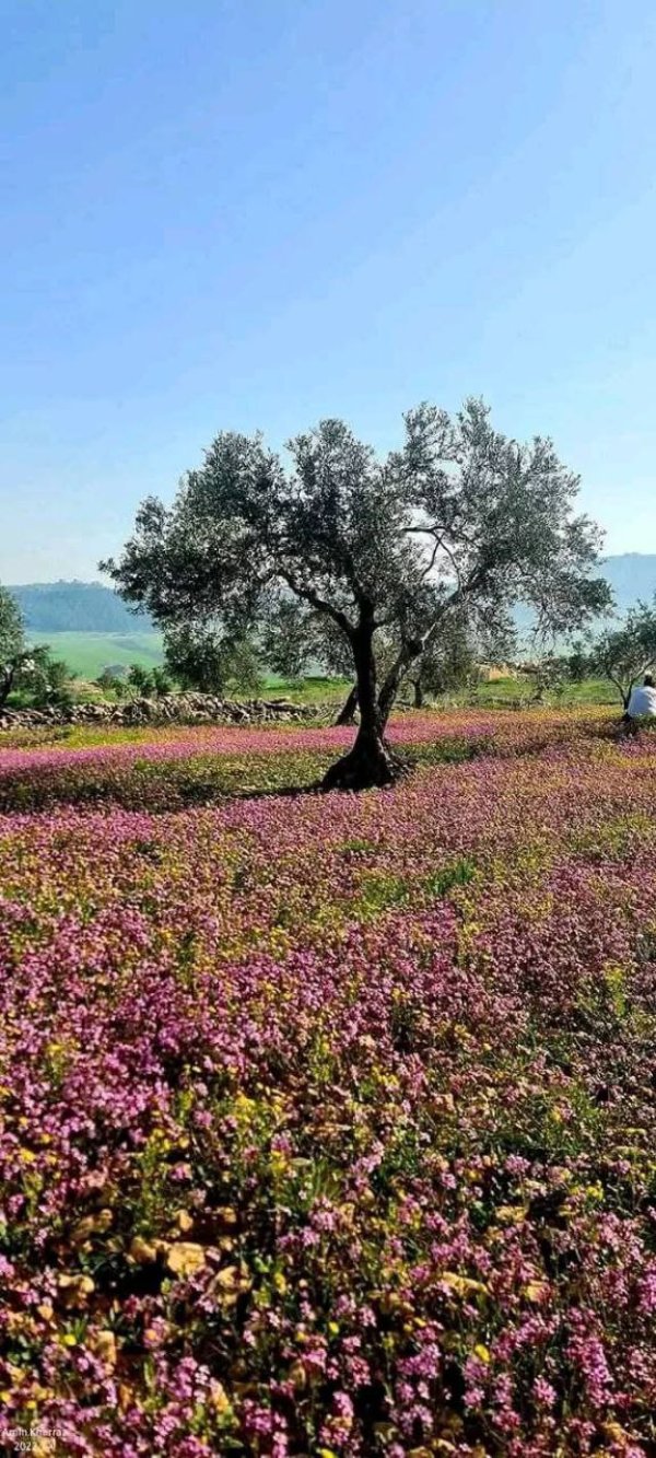 | موسوعة القرى الفلسطينية  | موسوعة القرى الفلسطينية