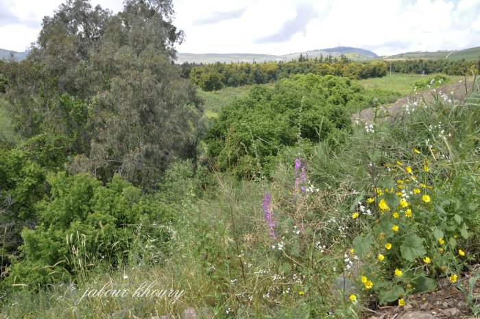 الزوق الفوقاني- صفد