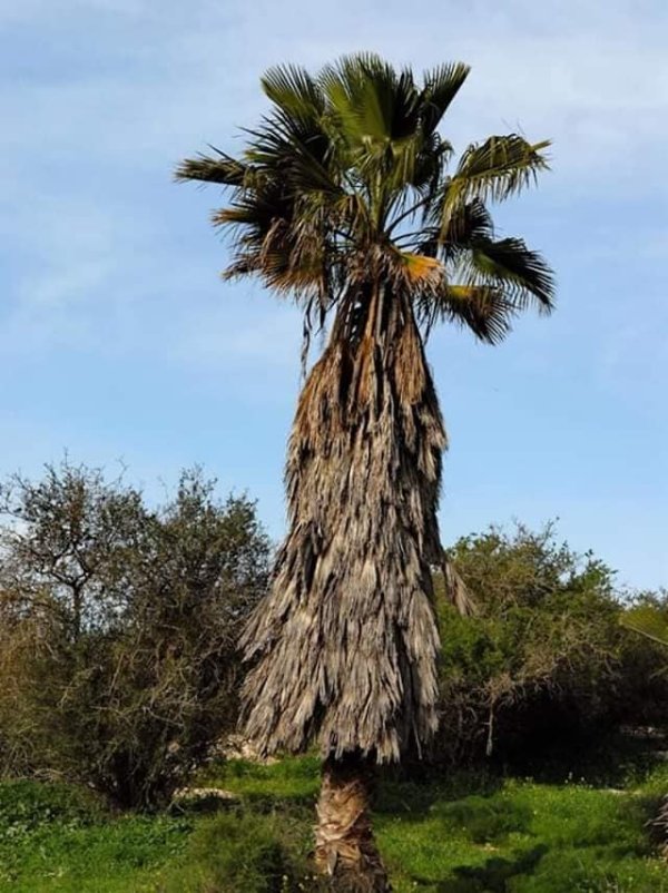 | موسوعة القرى الفلسطينية  | موسوعة القرى الفلسطينية