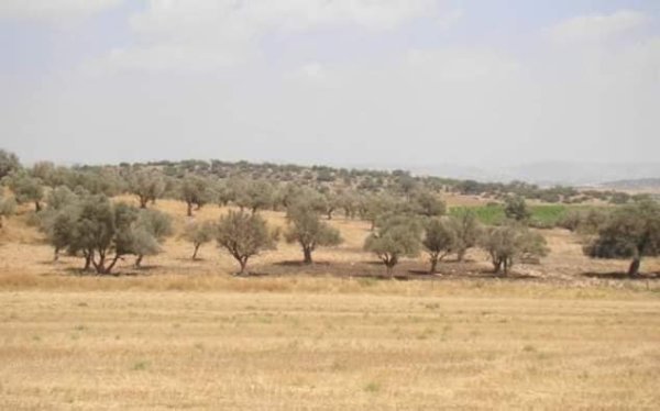 | موسوعة القرى الفلسطينية  | موسوعة القرى الفلسطينية