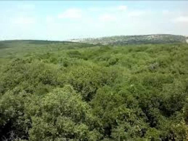 | موسوعة القرى الفلسطينية  | موسوعة القرى الفلسطينية