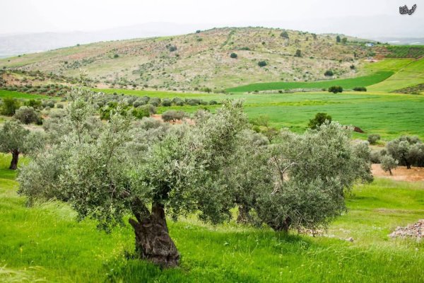 | موسوعة القرى الفلسطينية  | موسوعة القرى الفلسطينية