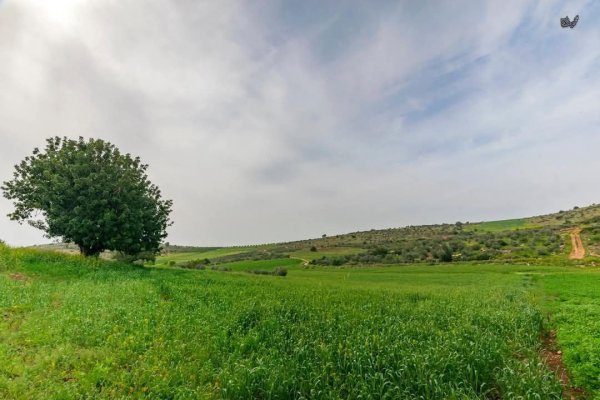 | موسوعة القرى الفلسطينية  | موسوعة القرى الفلسطينية