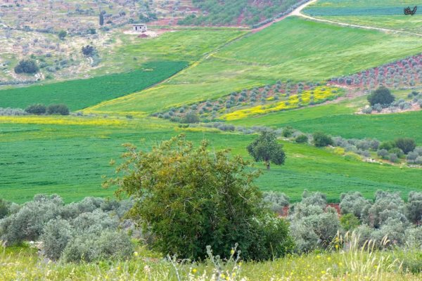 | موسوعة القرى الفلسطينية  | موسوعة القرى الفلسطينية