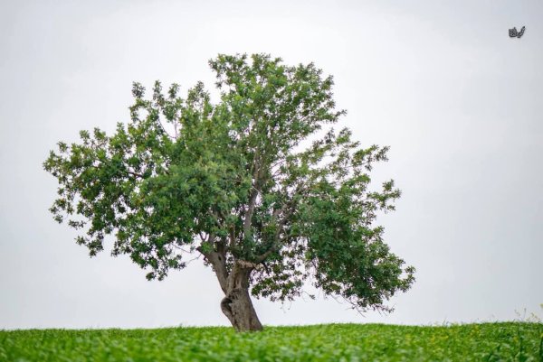 | موسوعة القرى الفلسطينية  | موسوعة القرى الفلسطينية
