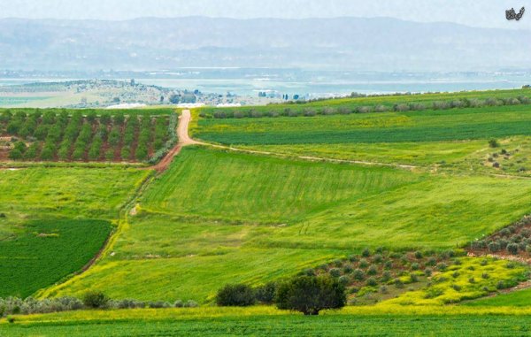 | موسوعة القرى الفلسطينية  | موسوعة القرى الفلسطينية