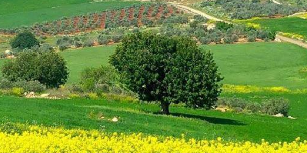 | موسوعة القرى الفلسطينية  | موسوعة القرى الفلسطينية