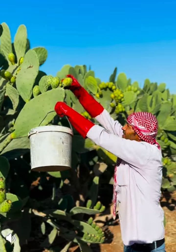 | موسوعة القرى الفلسطينية  | موسوعة القرى الفلسطينية