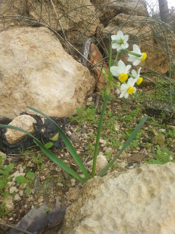 | موسوعة القرى الفلسطينية  | موسوعة القرى الفلسطينية