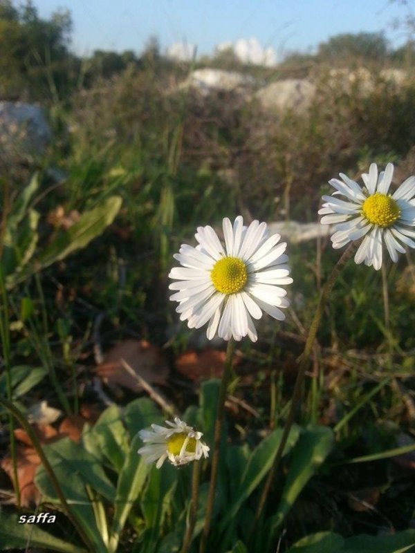 | موسوعة القرى الفلسطينية  | موسوعة القرى الفلسطينية