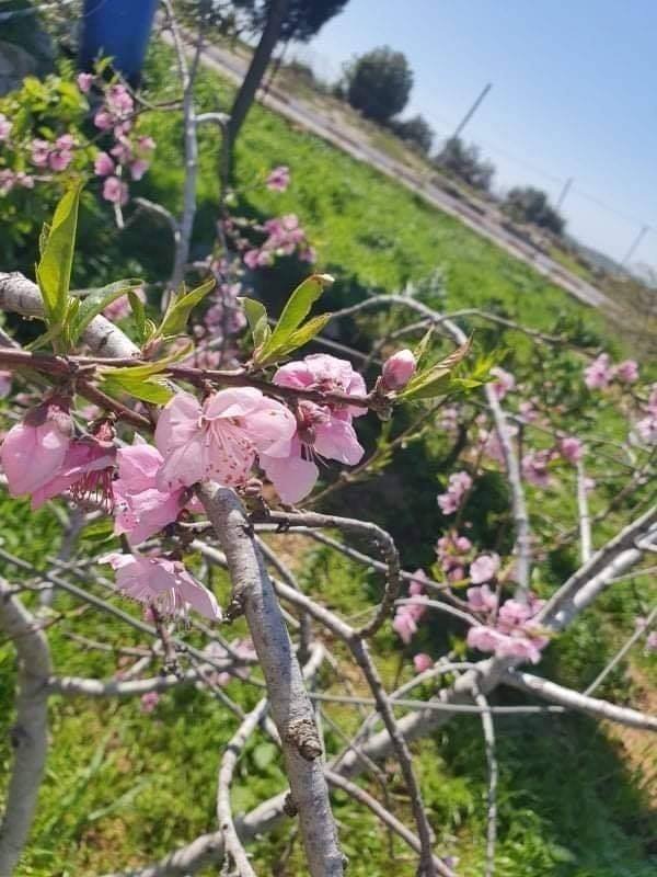 قرية بيت مرسم / دورا / الخليل