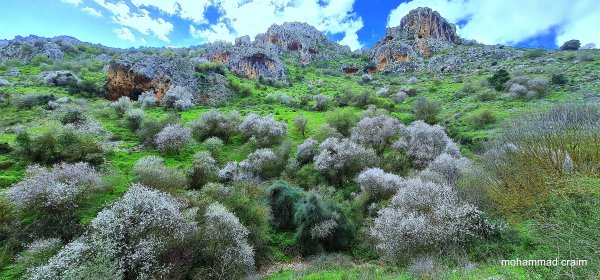 | موسوعة القرى الفلسطينية  | موسوعة القرى الفلسطينية