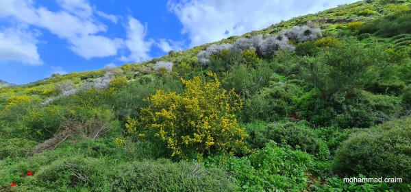| موسوعة القرى الفلسطينية  | موسوعة القرى الفلسطينية