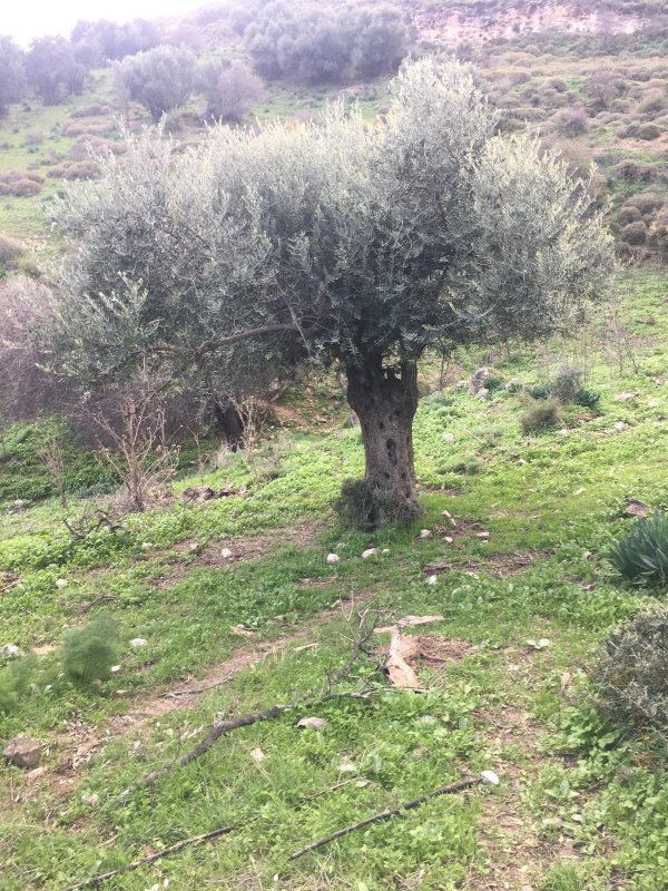 | موسوعة القرى الفلسطينية  | موسوعة القرى الفلسطينية