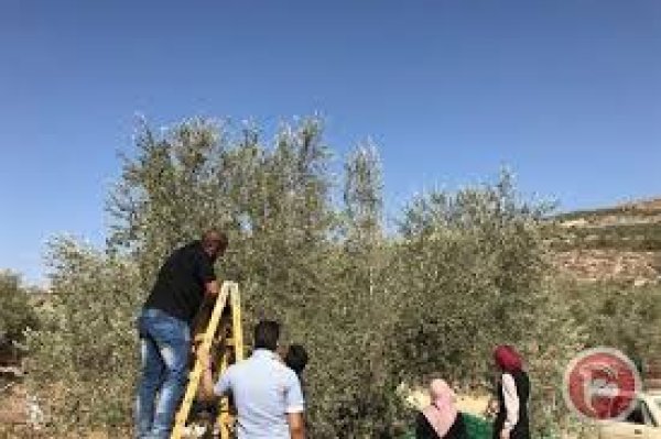  | موسوعة القرى الفلسطينية