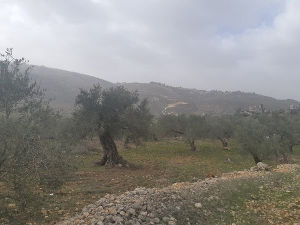 | موسوعة القرى الفلسطينية  | موسوعة القرى الفلسطينية