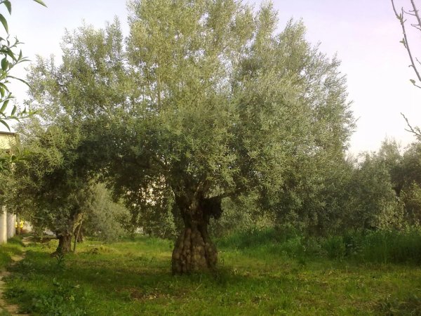 | موسوعة القرى الفلسطينية  | موسوعة القرى الفلسطينية