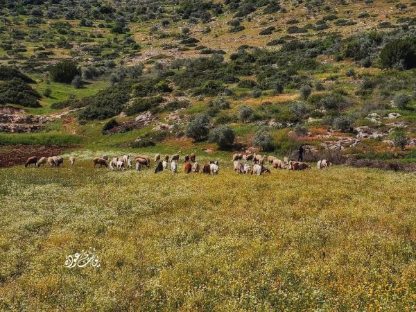 صور حديثة من منطقة وادي شوباش بين قريتي المغير ورابا، بعدسة: أ. يوسف عودة