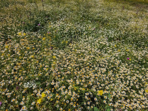 صور حديثة من منطقة وادي شوباش بين قريتي المغير ورابا، بعدسة: أ. يوسف عودة