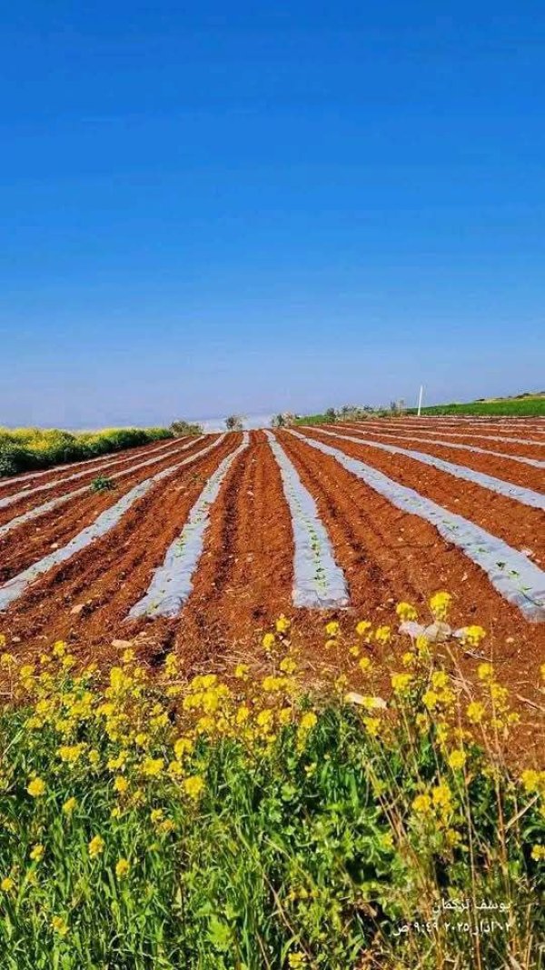 من قرية عربونة شمال جنين تصوير يوسف تركمان