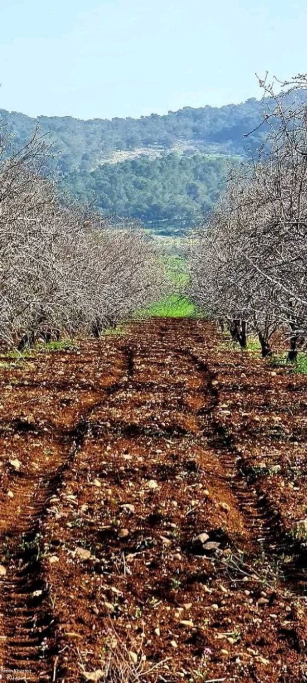 من قرية عربونة شمال جنين تصوير يوسف تركمان