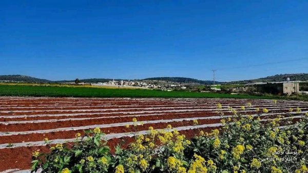 من قرية عربونة شمال جنين تصوير يوسف تركمان