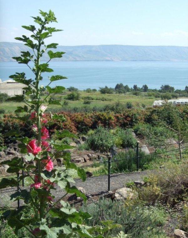 | موسوعة القرى الفلسطينية  | موسوعة القرى الفلسطينية