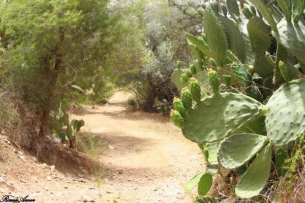 | موسوعة القرى الفلسطينية  | موسوعة القرى الفلسطينية