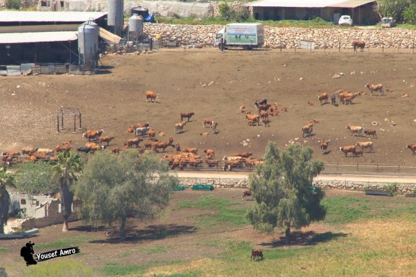 | موسوعة القرى الفلسطينية  | موسوعة القرى الفلسطينية