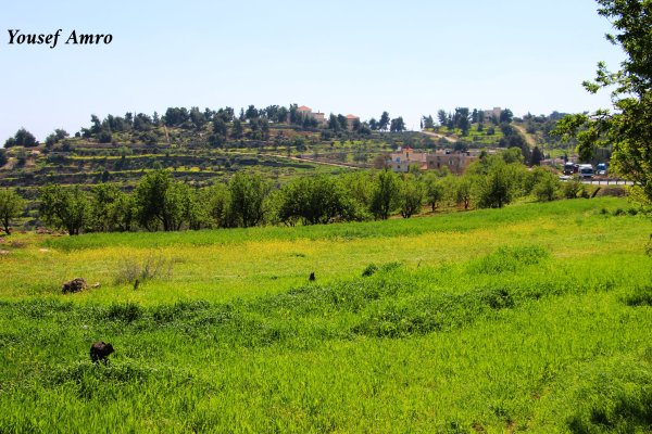 | موسوعة القرى الفلسطينية  | موسوعة القرى الفلسطينية