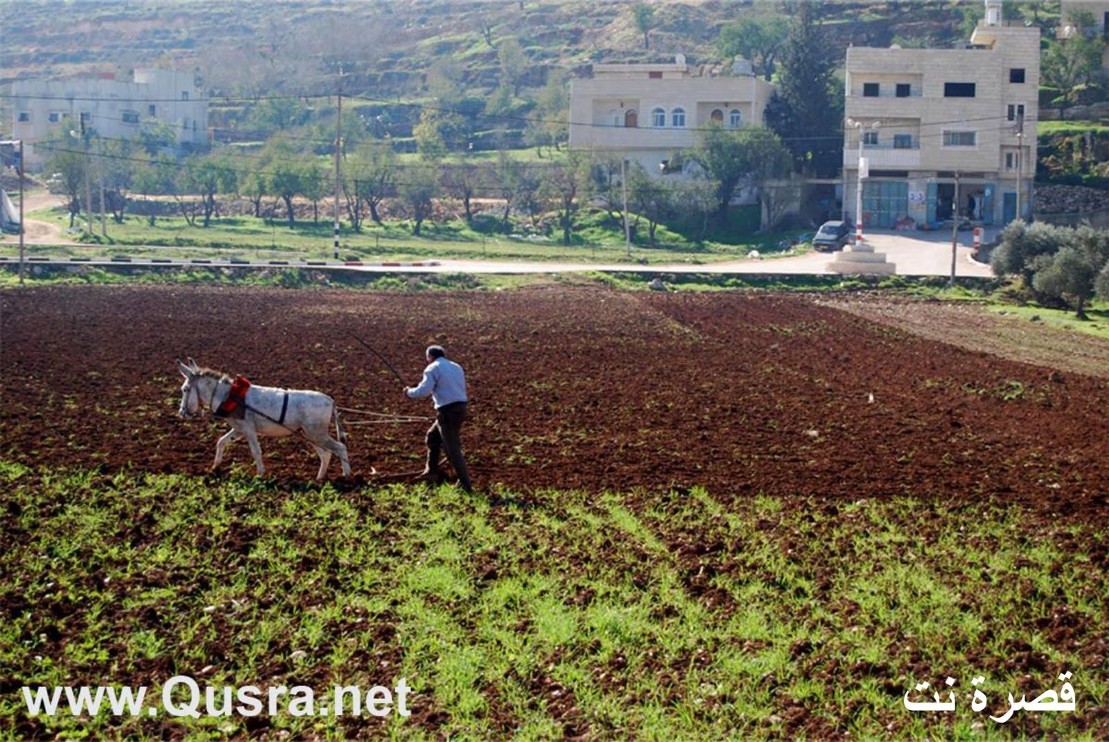 قصرة -نابلس 2012