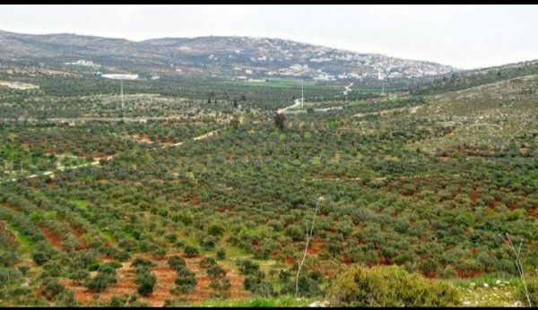  | موسوعة القرى الفلسطينية