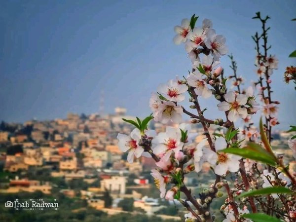  | موسوعة القرى الفلسطينية