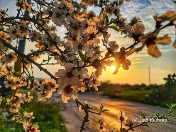  | موسوعة القرى الفلسطينية