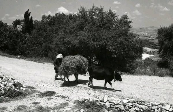 | موسوعة القرى الفلسطينية  | موسوعة القرى الفلسطينية