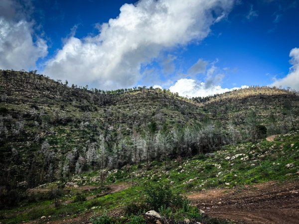 | موسوعة القرى الفلسطينية  | موسوعة القرى الفلسطينية