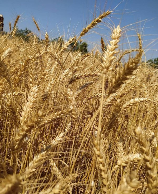 صور متنوعة تظهر جمال قرية جحر الديك شرقي مدينة غزة