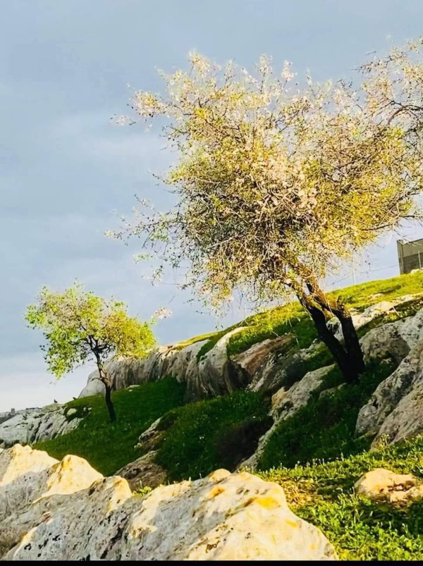  | موسوعة القرى الفلسطينية