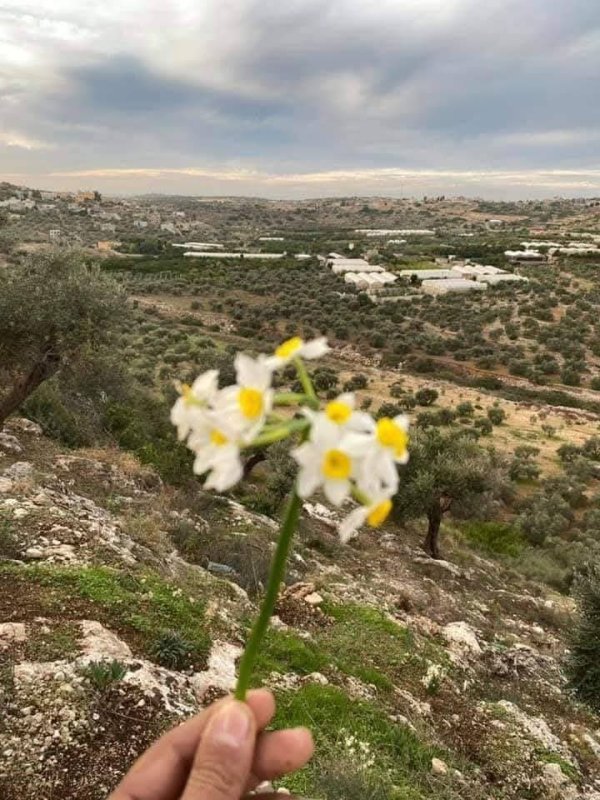  | موسوعة القرى الفلسطينية
