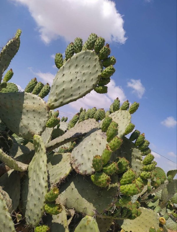  | موسوعة القرى الفلسطينية