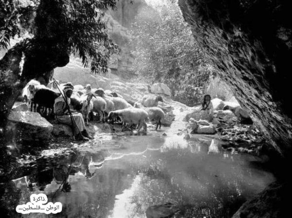 فلسطين وادي الطواحين أحد أودية جبل الجرمق في صفد سنة 1920م رعاة مع قطعانهم في الوادي . نقلاً عن صفحة: ذاكرة الوطن،،، فلسطين فلسطين وادي الطواحين أحد أودية جبل الجرمق في صفد سنة 1920م رعاة مع قطعانهم في الوادي . نقلاً عن صفحة: ذاكرة الوطن،،، فلسطين