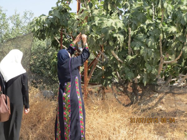 | موسوعة القرى الفلسطينية  | موسوعة القرى الفلسطينية