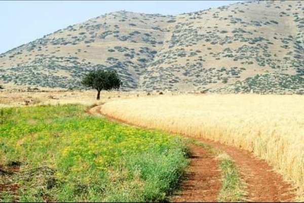 | موسوعة القرى الفلسطينية  | موسوعة القرى الفلسطينية