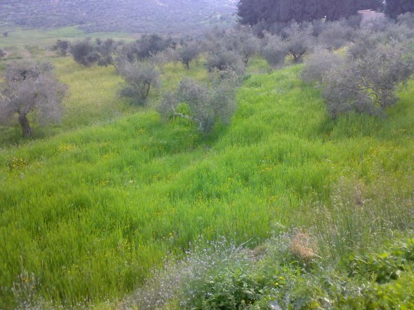 أِجار الزيتون/قرية حجه