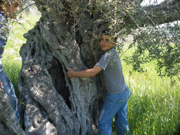 أحد الأشجار المعمرة/قرية حجه