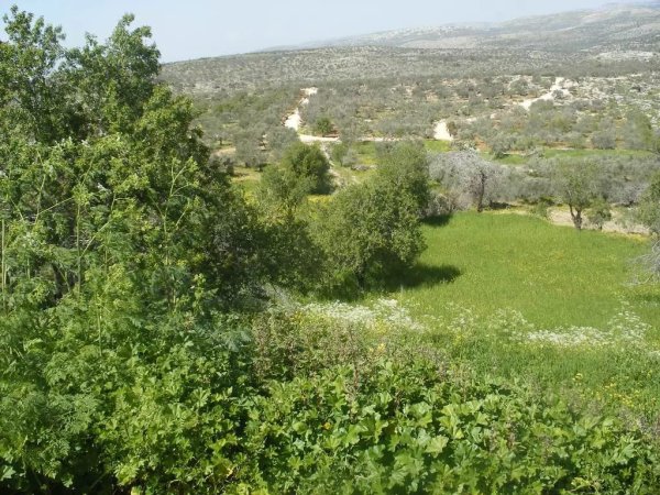 كروم الشامية/قرية حجه