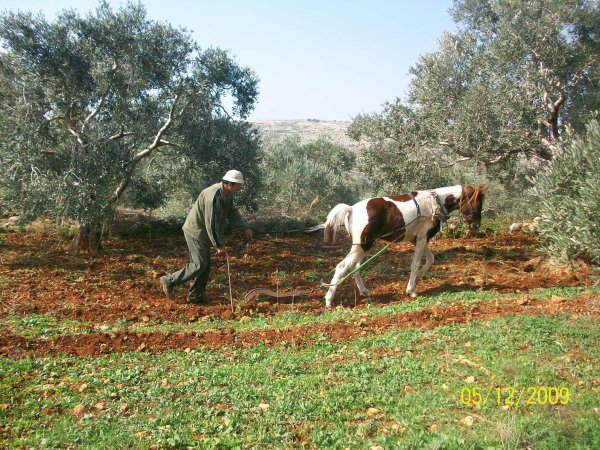  | موسوعة القرى الفلسطينية