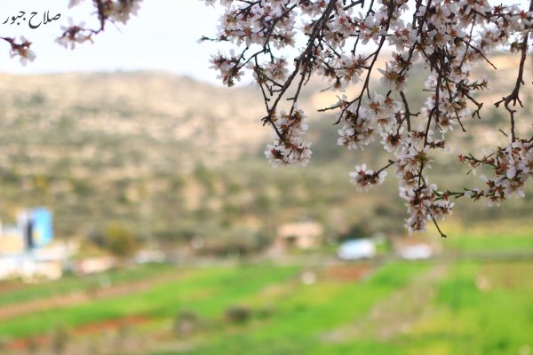  | موسوعة القرى الفلسطينية