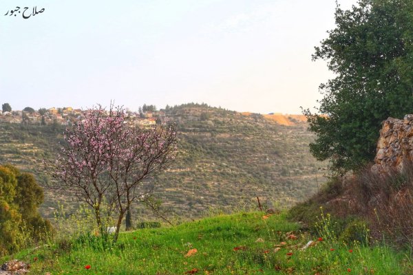  | موسوعة القرى الفلسطينية